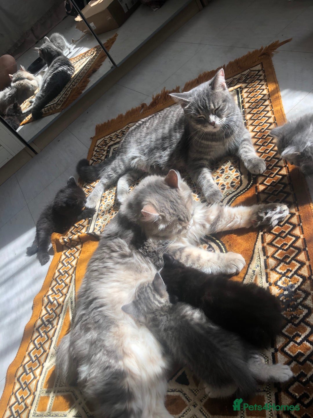 Scottish Fold cats for sale: STUNNING KITTENS FOR SALE! - Image 16