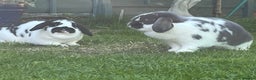 English Lop rabbits for sale: Two beautifully lop girls - Advert 3