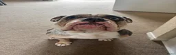 Olde English Bulldogge dogs for sale: Mabel  - Advert 5