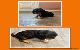 Cocker Spaniel dogs for sale: KC & HEALTH TESTED CHOC SABLE PUPS - Image 13