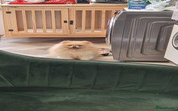 Pomeranian dogs for sale: Pomeranian teddy face xs size  - Image 15