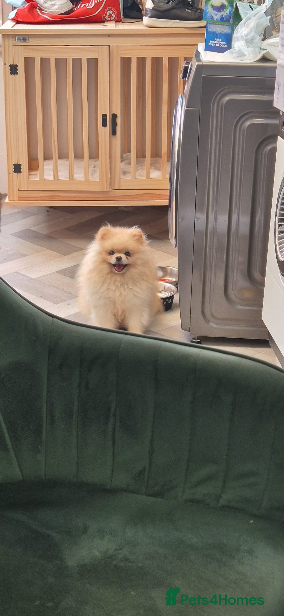 Pomeranian dogs for sale: Pomeranian teddy face xs size  - Image 15
