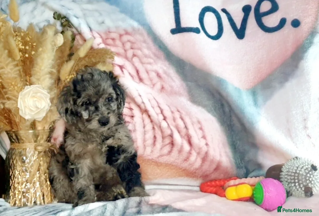 Mixed Breed dogs for sale: STUNNING RARE COLOURS F1B GOLDENDOODLE LITTER - Advert 2