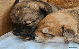 Mixed Breed dogs for sale: Chowsky puppies  chow chow  - Image 15