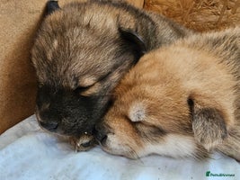 Mixed Breed dogs - Advert 16