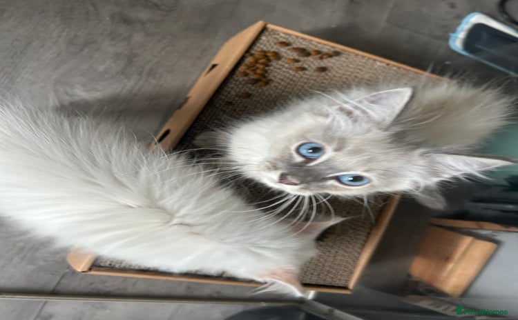 Ragdoll cats - Advert 5