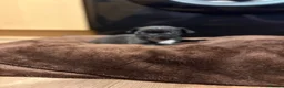 French Bulldog dogs for sale: French bulldogs puppy’s  in Lincoln - Advert 10