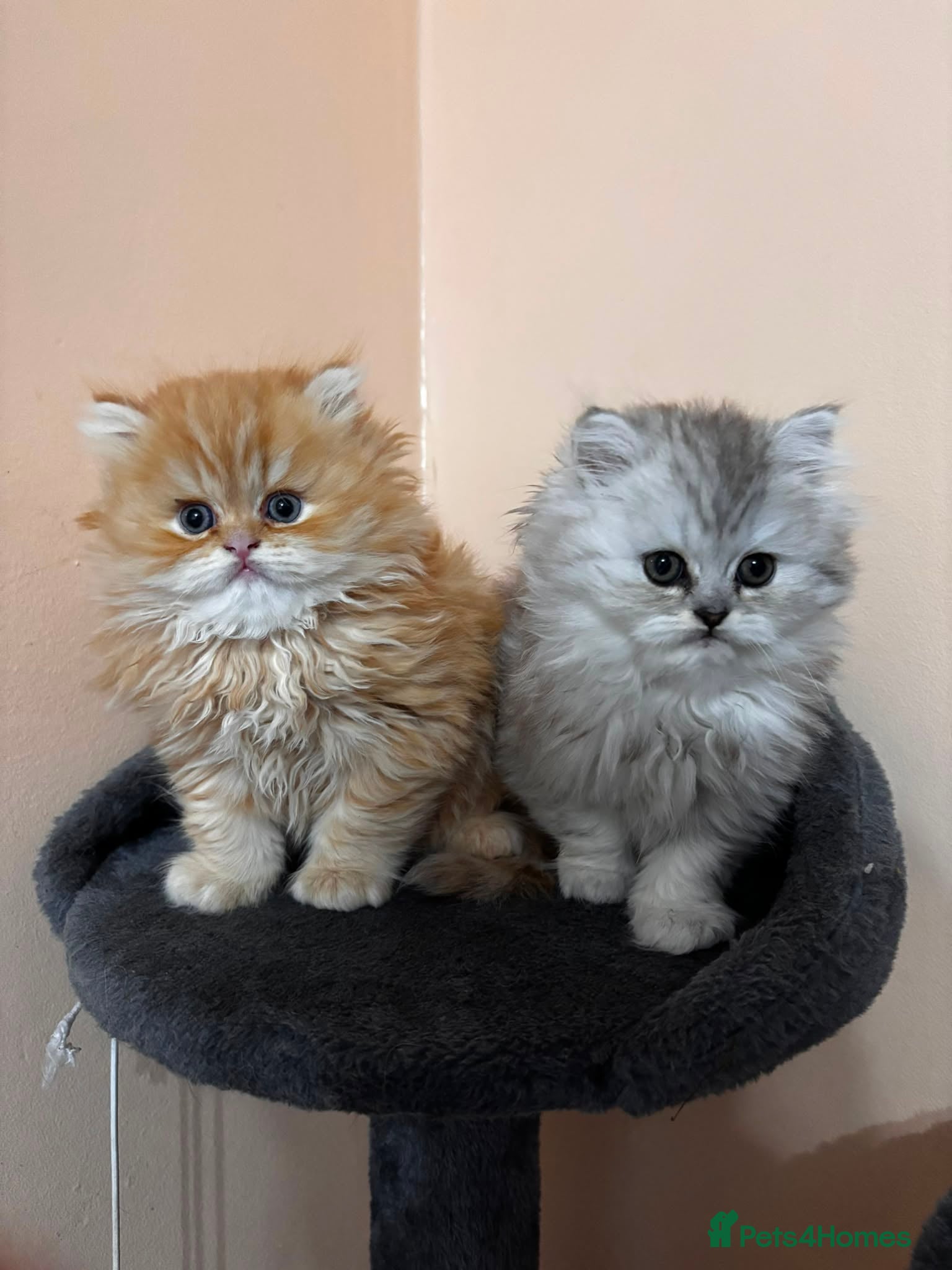 Persian cats Persian kittens  - Advert 9