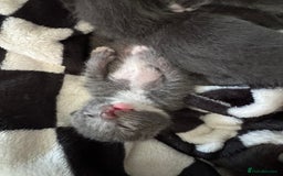 Mixed Breed cats for sale: Regular kittens - Image 15
