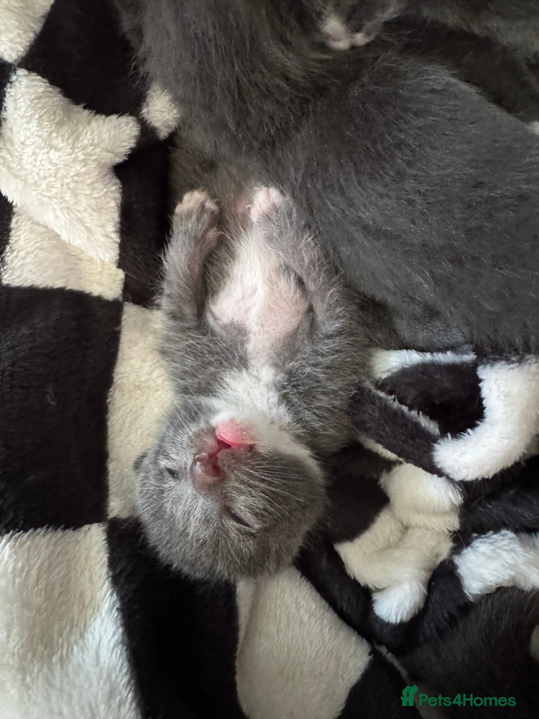 Mixed Breed cats for sale: Regular kittens - Image 15