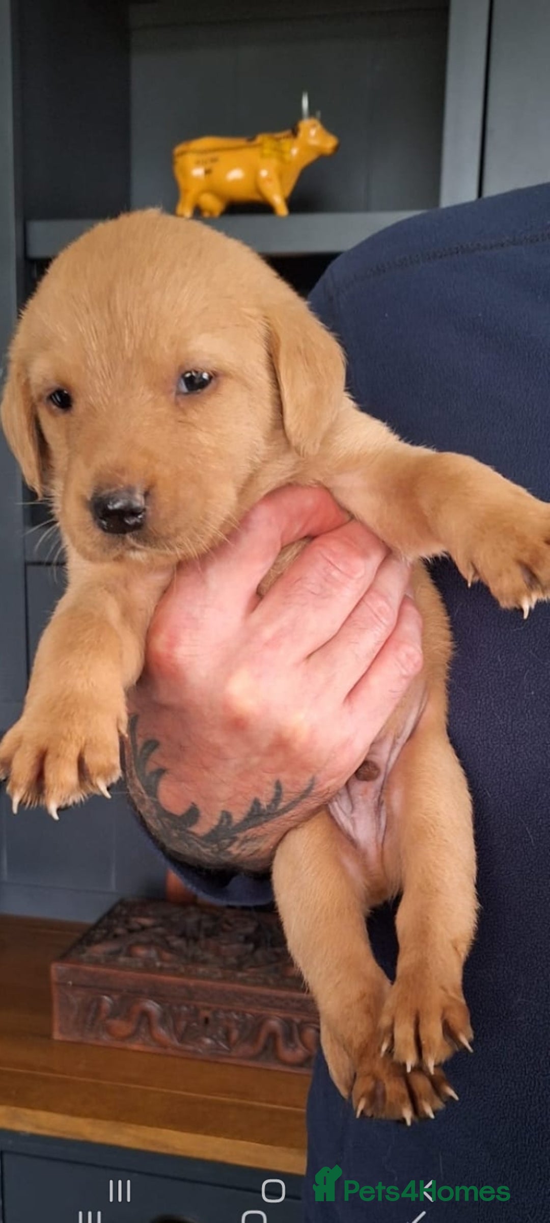 Labrador Retriever dogs for sale: Red fox labrador puppy's  - Image 21