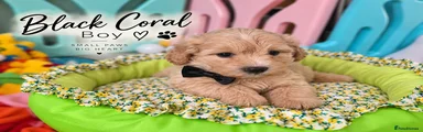 Maltipoo 1
