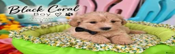 Maltipoo dogs for sale: Beautiful F1 Maltipoo Puppies  - Advert 4