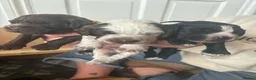Sprocker dogs for sale: WORKING SPROCKER PUPPIES  - Advert 6