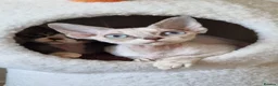 Devon Rex cats for sale: Devon Rex Kittens-Ready for Their Forever Homes! - Advert 9