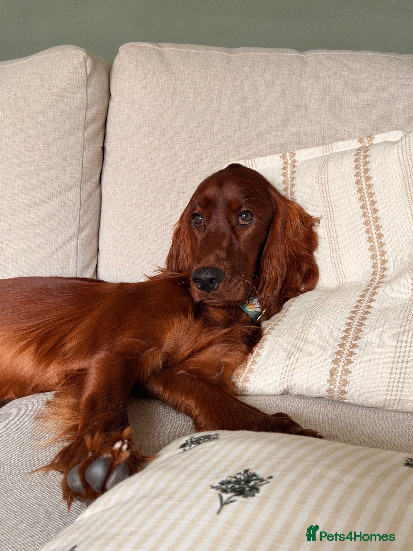 Irish Setter dogs Irish Setter - 9 months  - Advert 1