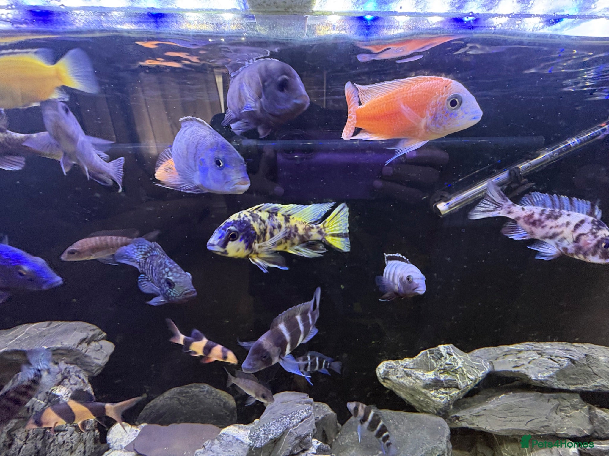 Cichlids fish Fish tank full set up  - Advert 5