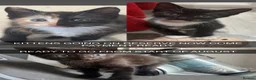 Mixed Breed cats for sale: 3 kittens for sale  - Advert 11
