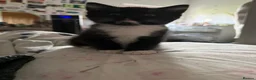 Mixed Breed cats for sale: Ragdoll/Persian - kittens  - Advert 10