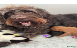 Labradoodle dogs for sale: Miniature Multigen Labradoodle Puppies - Image 9