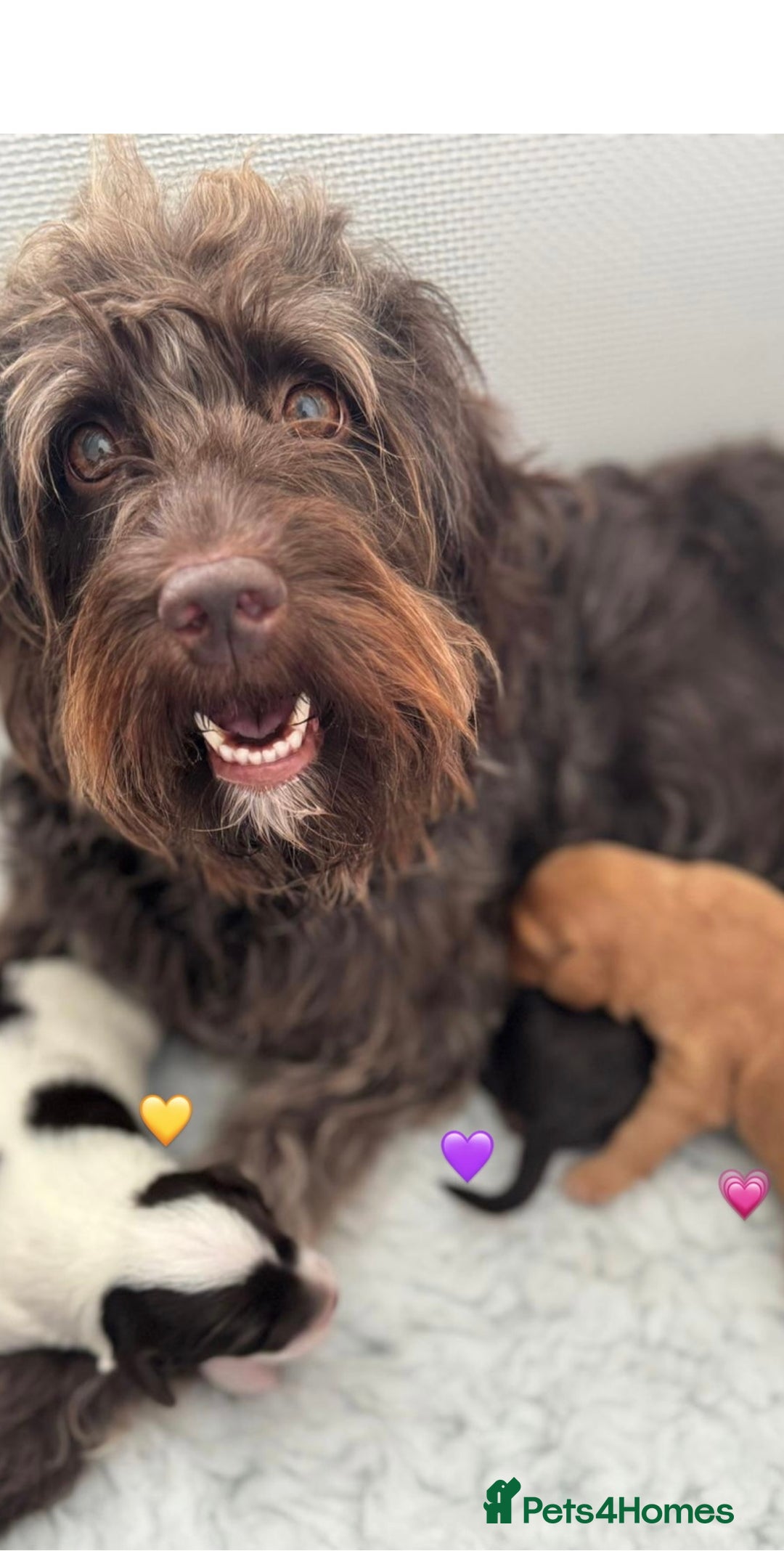 Labradoodle dogs for sale: Miniature Multigen Labradoodle Puppies - Image 9