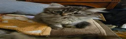 Ragdoll cats for sale: last remaining Ragdoll cross scottish strait - Advert 8