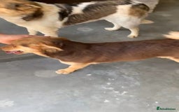 Mixed Breed dogs for adoption: Myrtle, 2-3 years old. Reserved stc. in Brixham - Image 7