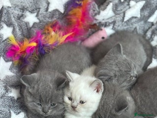 British Shorthair cats BRITISH SHORTHAIR PEDIGREE - FIRST LITTER - Advert 12
