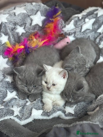 British Shorthair cats - Advert 1