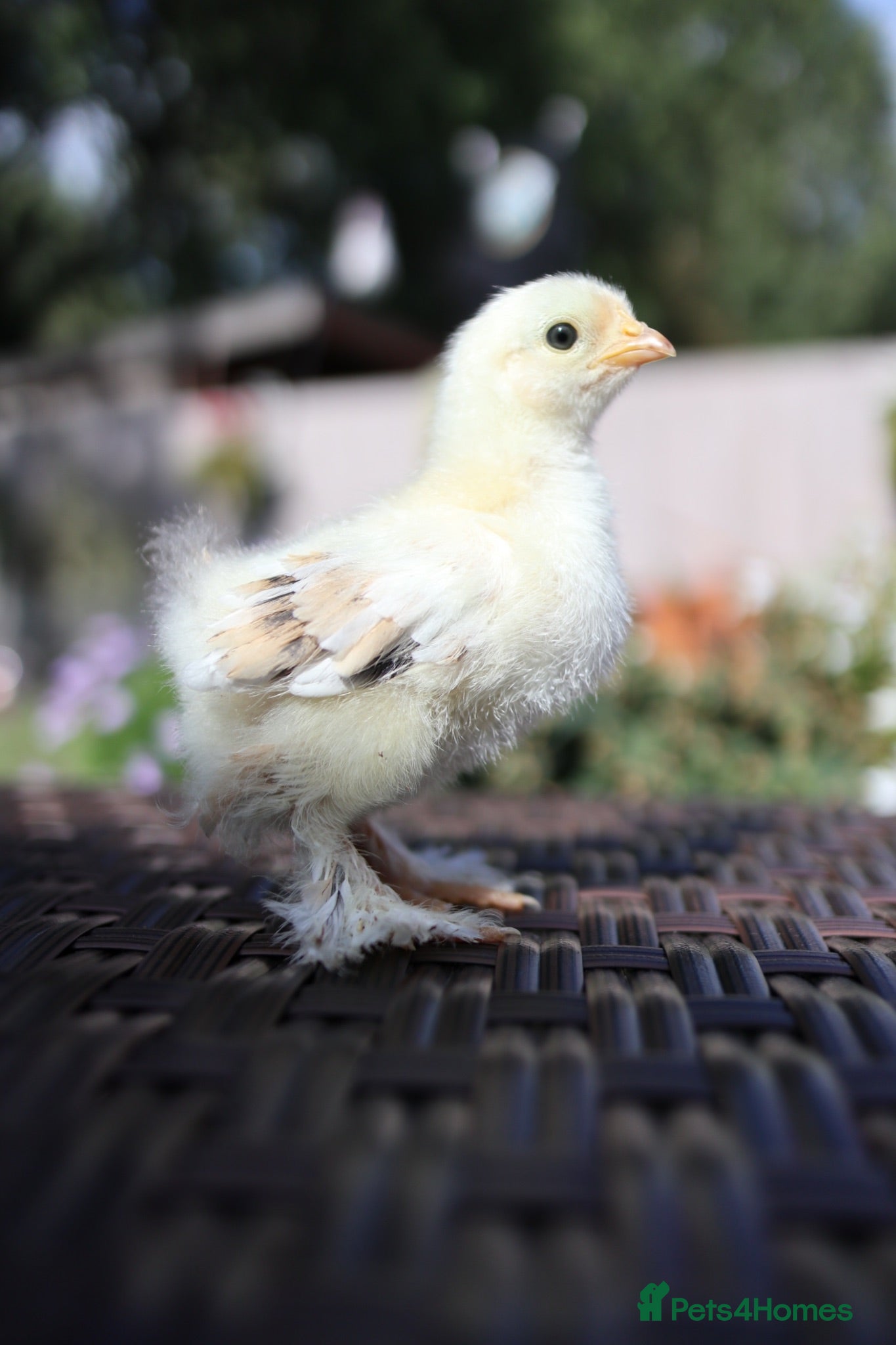 Chickens poultry Beautiful Pekin Bantam Chicks - Including Frizzle - Advert 6