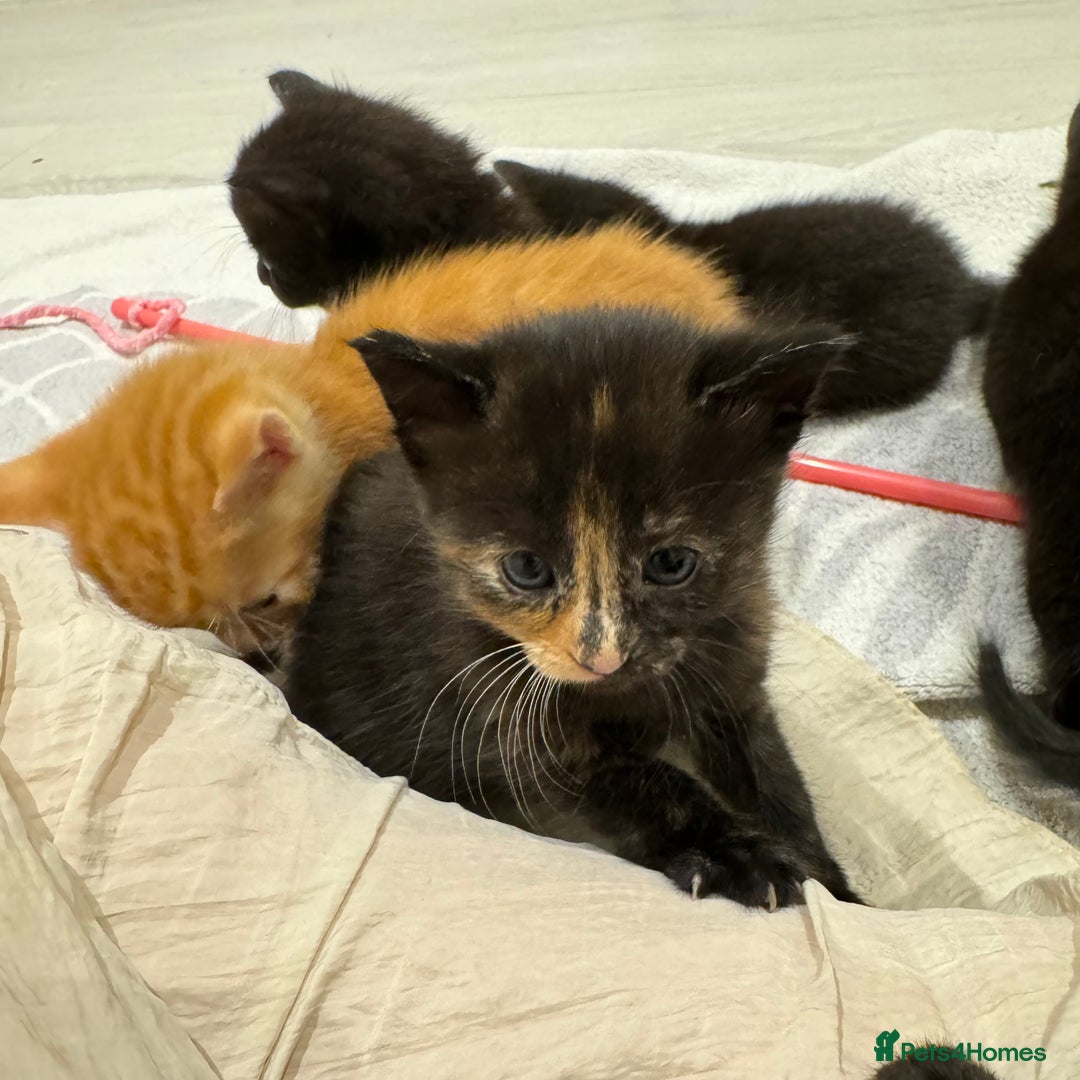 Mixed Breed cats for sale: Beautiful Mixed Kittens (Ginger/Tortie/Black) - Image 3