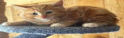 Mixed Breed cats for sale: Ginger and tortoise  kittens  - Advert 9