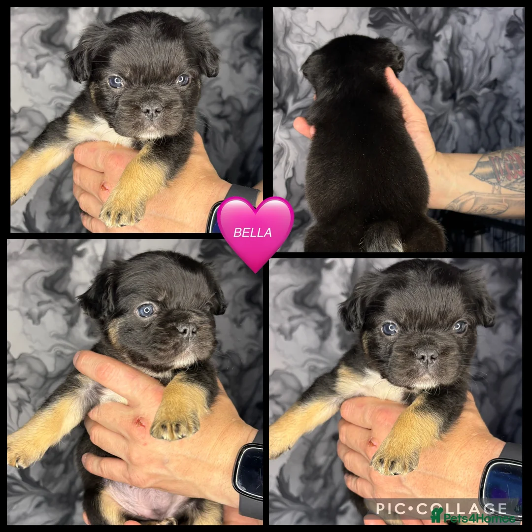 French Bulldog dogs for sale: Beautiful fluffy French bulldog  - Advert 4