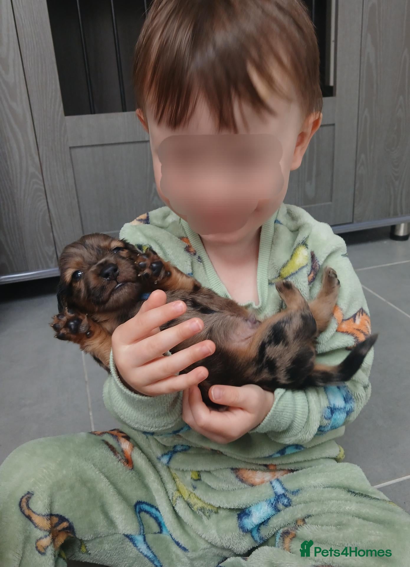 Miniature Dachshund dogs Miniature Dachshund Long & Smooth coats PRA clear - Advert 1