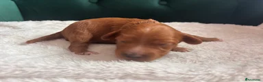 Malteser 