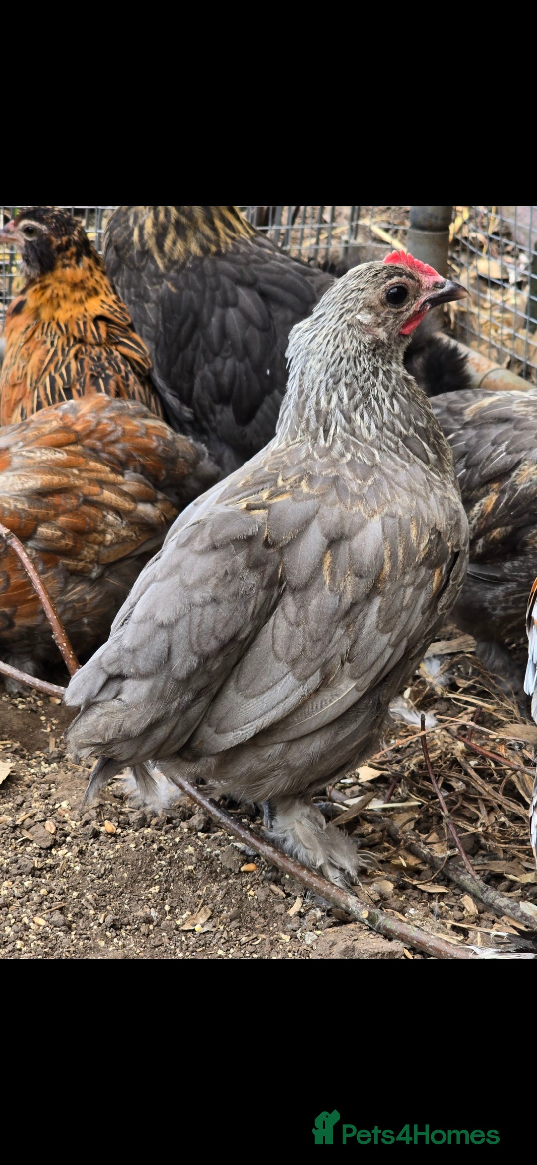 Chickens poultry for sale: 2025 Chicks looking for new homes - Image 1