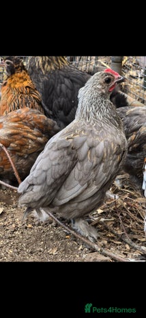 Chickens poultry - Advert 3