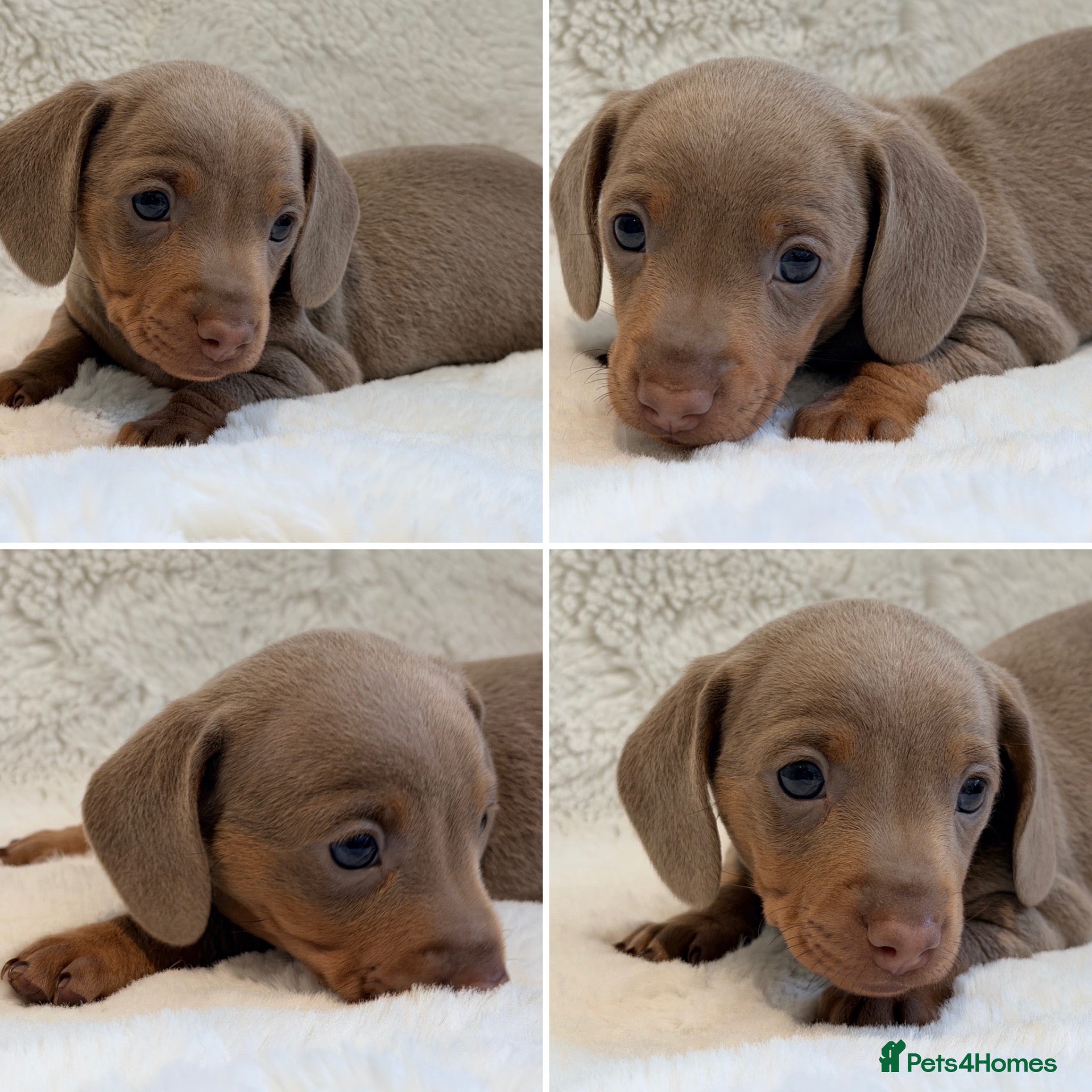 Miniature Dachshund dogs for sale: KC Isabella Dapple Smooth Miniature Dachshund - Advert 1