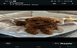 Toy Poodle dogs for sale: Toypoodle puppies for sale  - Image 10