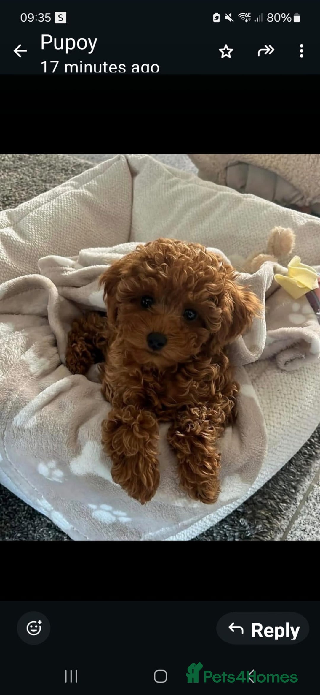 Toy Poodle dogs for sale: Toypoodle puppies for sale  - Image 10