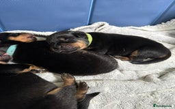 Rottweiler dogs for sale: Rottweiler puppies  - Image 7