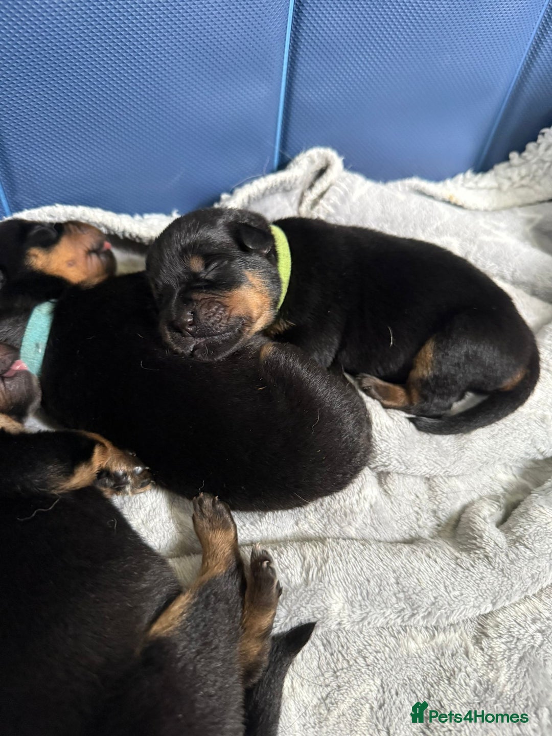 Rottweiler dogs for sale: Rottweiler puppies  - Image 7