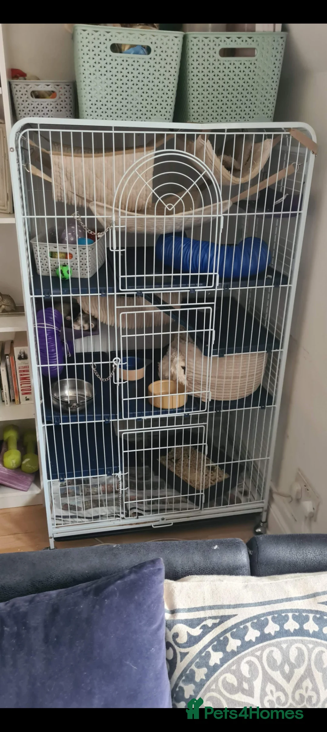 Ferret rodents for sale: Lovely bonded pair of ferrets for pet home  in Sevenoaks - Advert 6