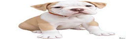 Olde English Bulldogge dogs for sale: READY TO LEAVE 3 old English bulldog  - Advert 4