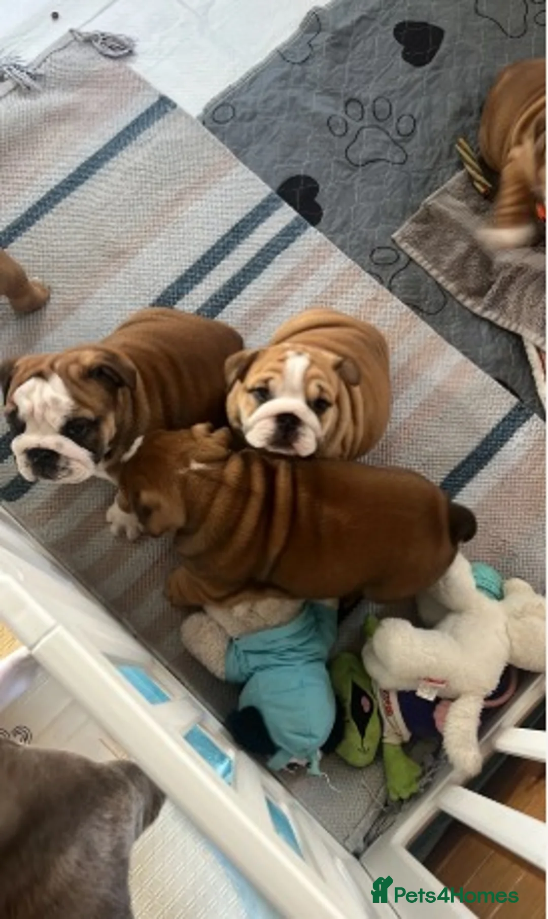 English Bulldog dogs for sale: Exquisite English Bulldogs ! - Advert 1