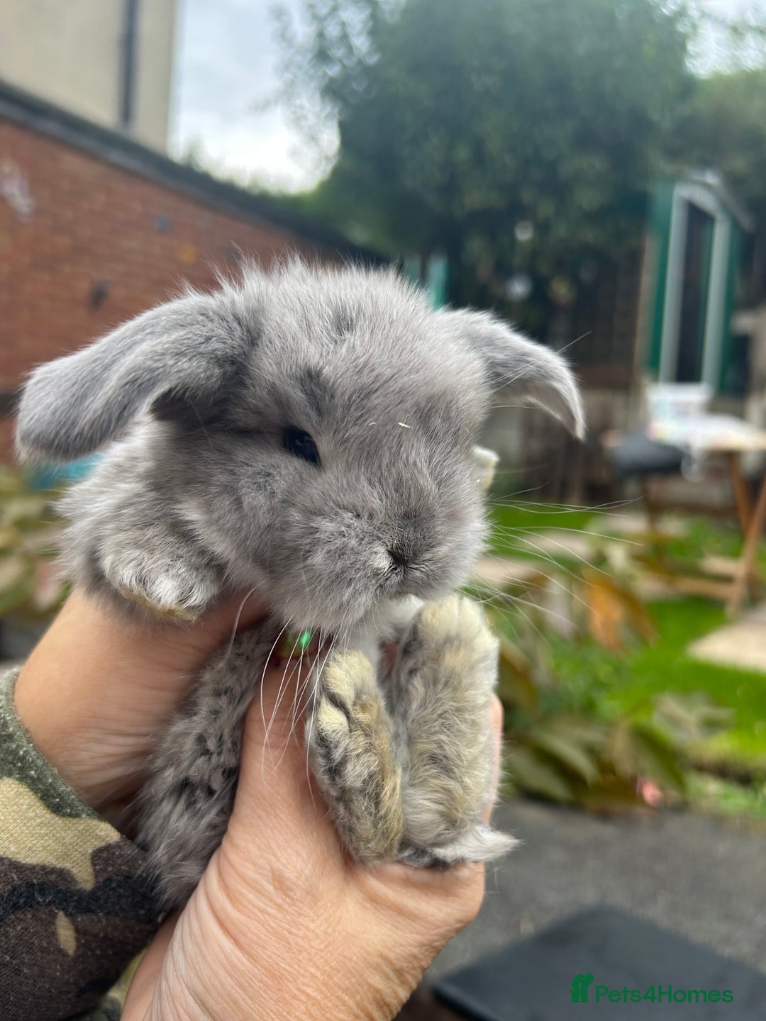 French Lop rabbits for sale: Pure French lop baby bunnies for sale  - Image 8