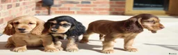 Cocker Spaniel dogs for sale: Kennel Club Registered Show Type Cocker puppies - Advert 14