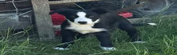 Border Collie dogs for sale: Handsome smooth coated border collie pups in Builth Wells - Advert 1
