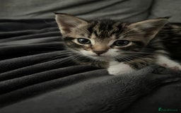 Mixed Breed cats for sale: 3 Lovely Kittens - Image 5