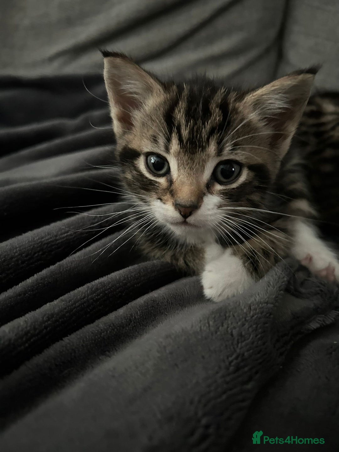 Mixed Breed cats for sale: 3 Lovely Kittens - Image 5